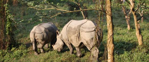 Næsehorn Chitwan