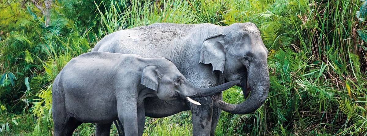 Sri Lanka tilbagemelding