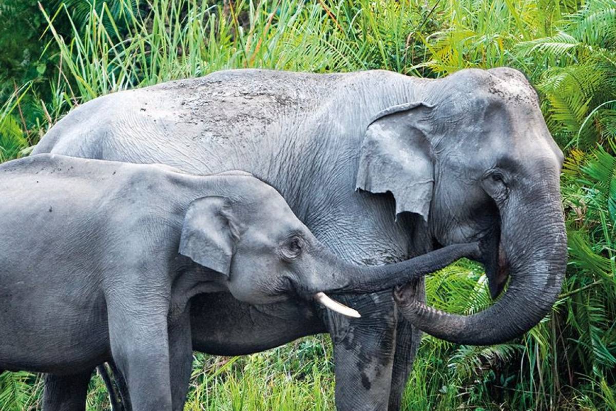 Sri Lanka tilbagemelding