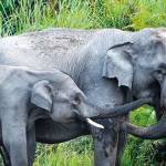 Sri Lanka tilbagemelding