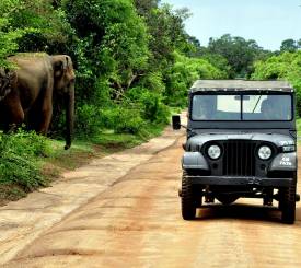 Fotosafari i Sri Lanka