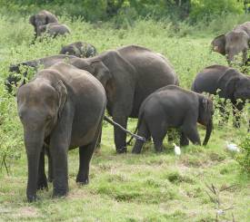 Yala og elefant i Sri Lanka