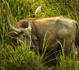 Vandbøffel i Sri Lanka