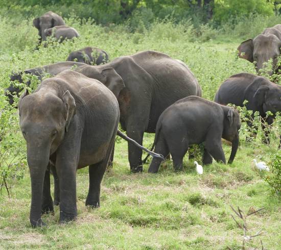 Yala og elefant i Sri Lanka