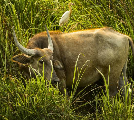 Vandbøffel i Sri Lanka