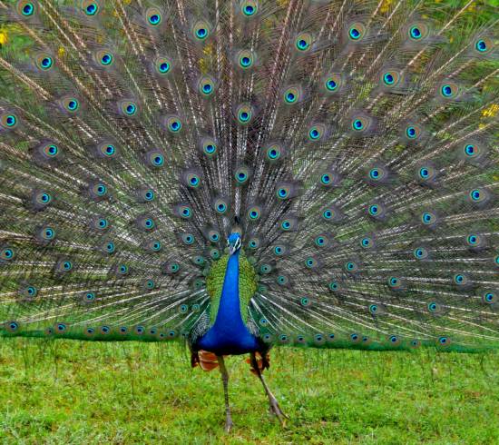 Fotosafari i Sri Lanka