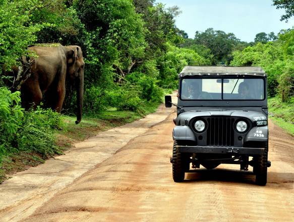 Vandbøffel i Sri Lanka
