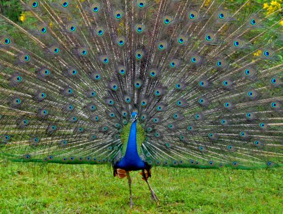 Fotosafari i Sri Lanka