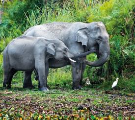 Elefanter i Sri Lanka