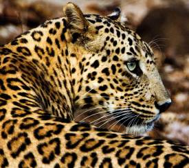 Leopard i Yala nationalpark