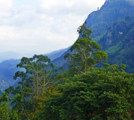 Fugleliv i Sinharaja  Sri Lanka