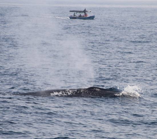 Hvalsafari Sri Lanka Mirissa