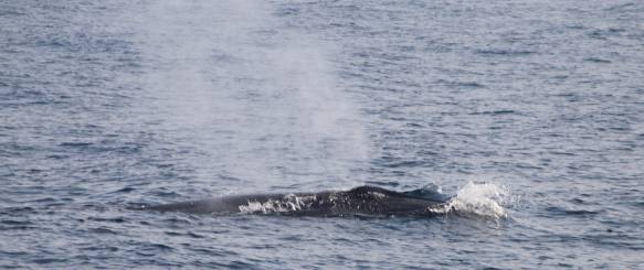 Hvalsafari Sri Lanka Mirissa