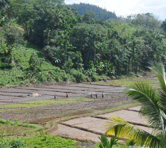 Sinharajas smukke regnskov