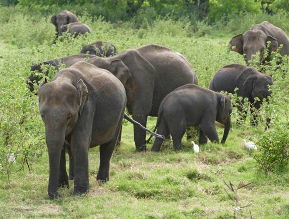 Wilpattu og Anuradhapura