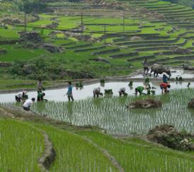 vandring langs risterrasser og over højderygge gennem Muong Hoadalen mod landsbyen Ta Van.