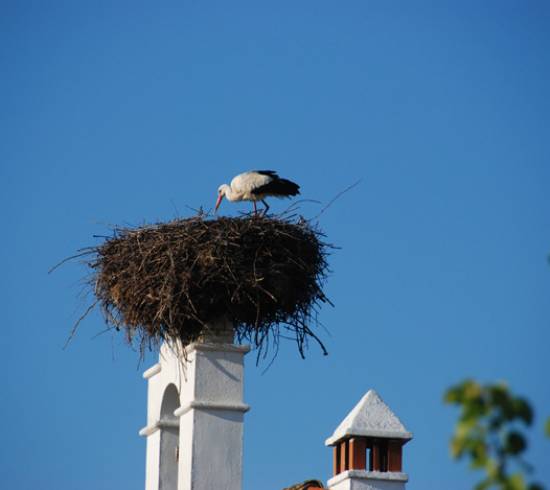 Extremeradura-Stork