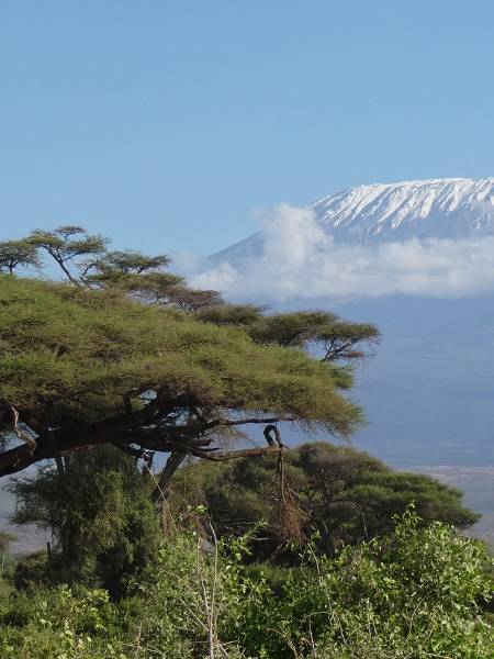 Kenya safari og badeferie