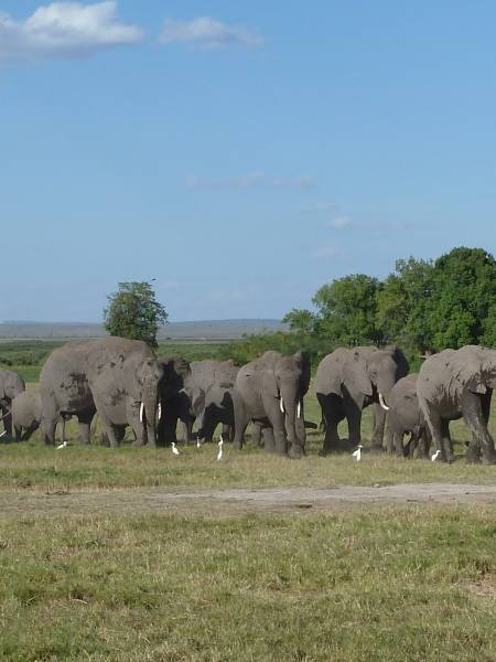 Storsafari i Tanzania
