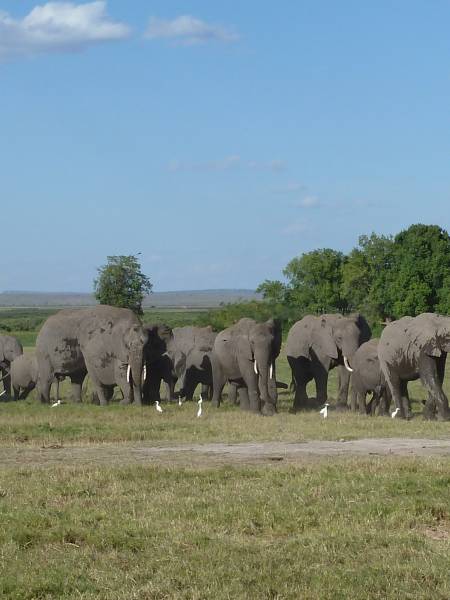 Storsafari i Tanzania