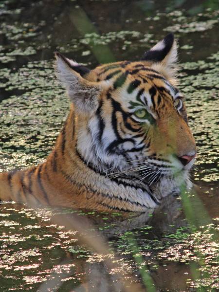 Tigersafari i Indien