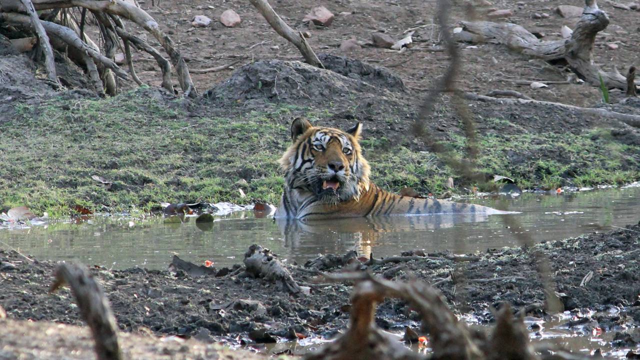 Tiger Karnali Bardia Nationalpark
