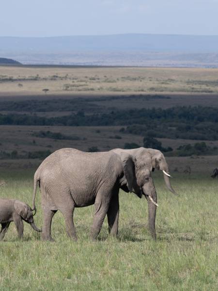 Masai Mara, Lake Naivasha og Mombasa