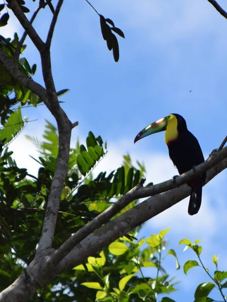 Kiplings Costa Rica