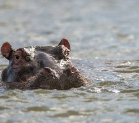 Tarangire safari rejse Tanzania