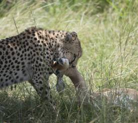 Moshi Hotel Springlands