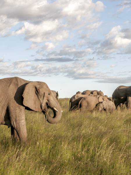 Serengeti, Ngorongoro og Zanzibar