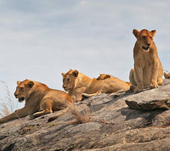 Serengeti Wild Camp, Turner Springs Wildcamp