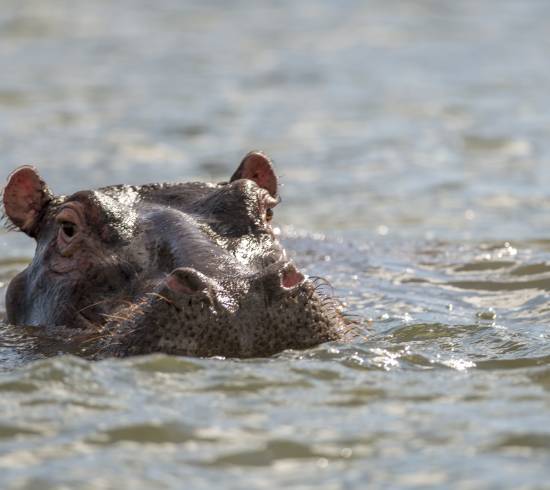 Tarangire safari rejse Tanzania