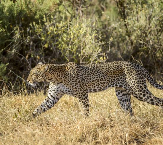 Ngorongoro krateret safarirejse