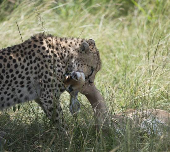 Moshi Hotel Springlands