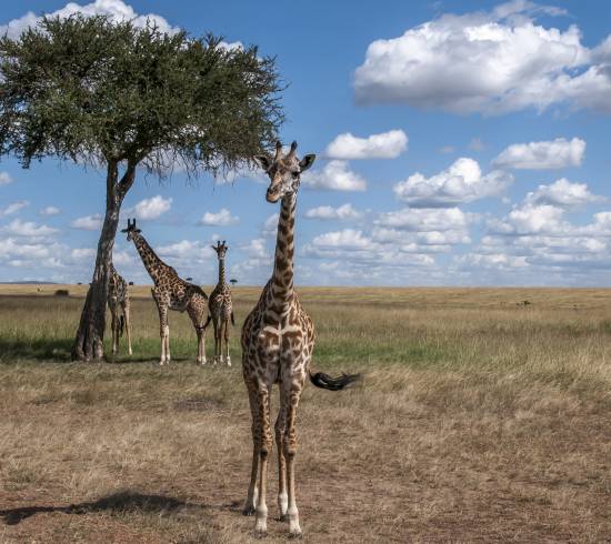 Tanzania safari rejse