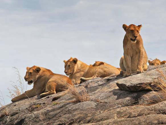 Serengeti Wild Camp, Turner Springs Wildcamp