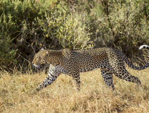 Ngorongoro krateret safarirejse