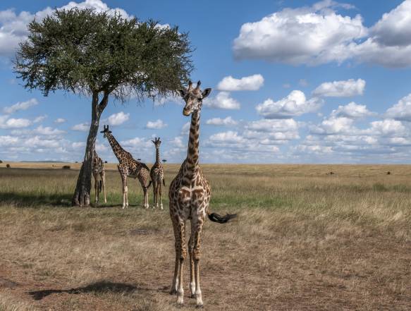 Tanzania safari rejse