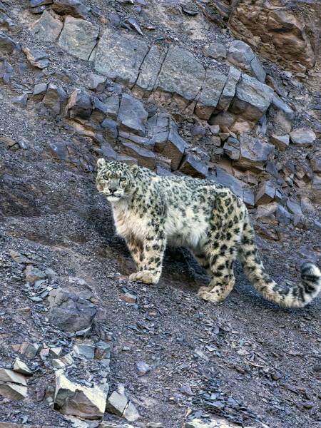 Sneleopardens rige