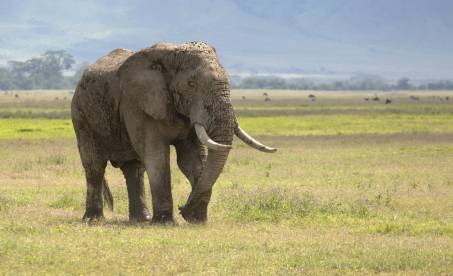 Afrika: Safari i Tanzania og Zanzibar