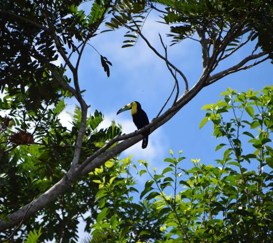 Tukan Costarica