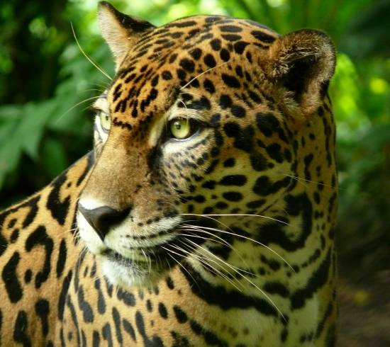 dyr jungle Costa Rica