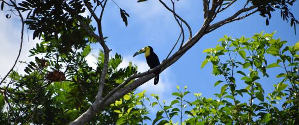 Tukan Costarica
