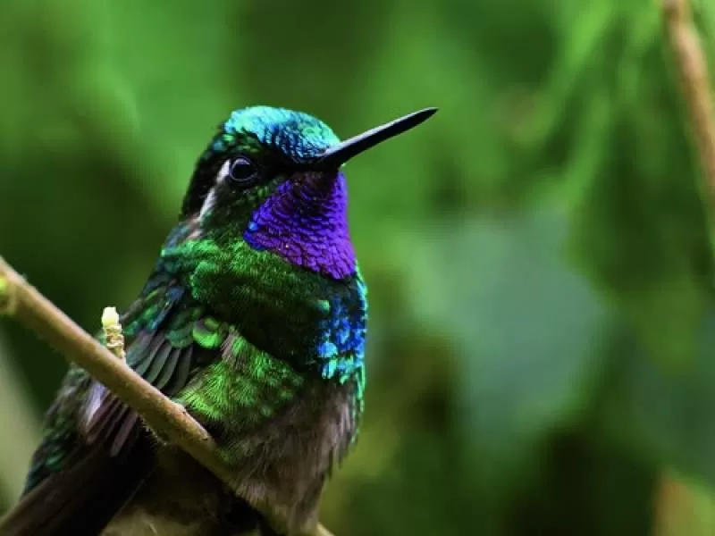 Lokal Masai ved sit hus i Tanzania