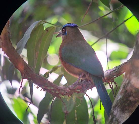 Monteverde tågeskov