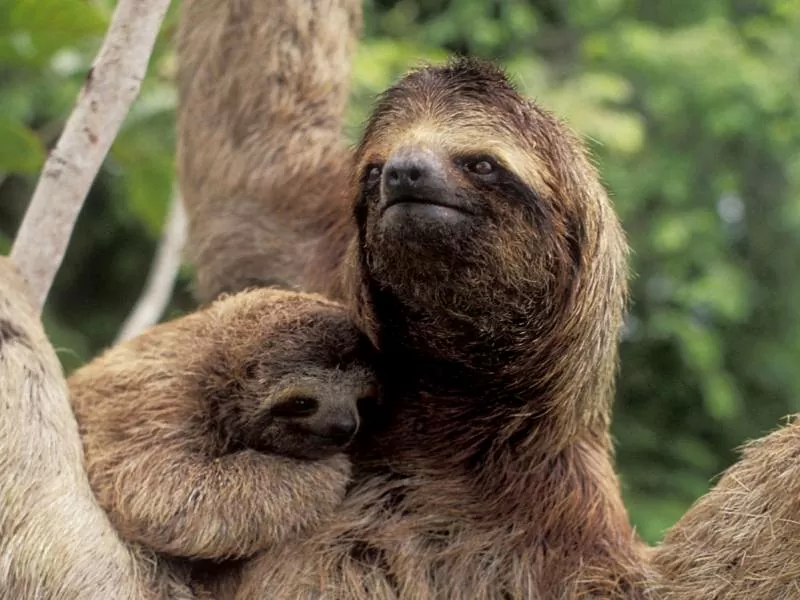 Bus med turister i Tanzania