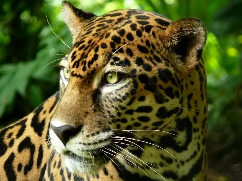 Sælger ved stranden på Tanzania