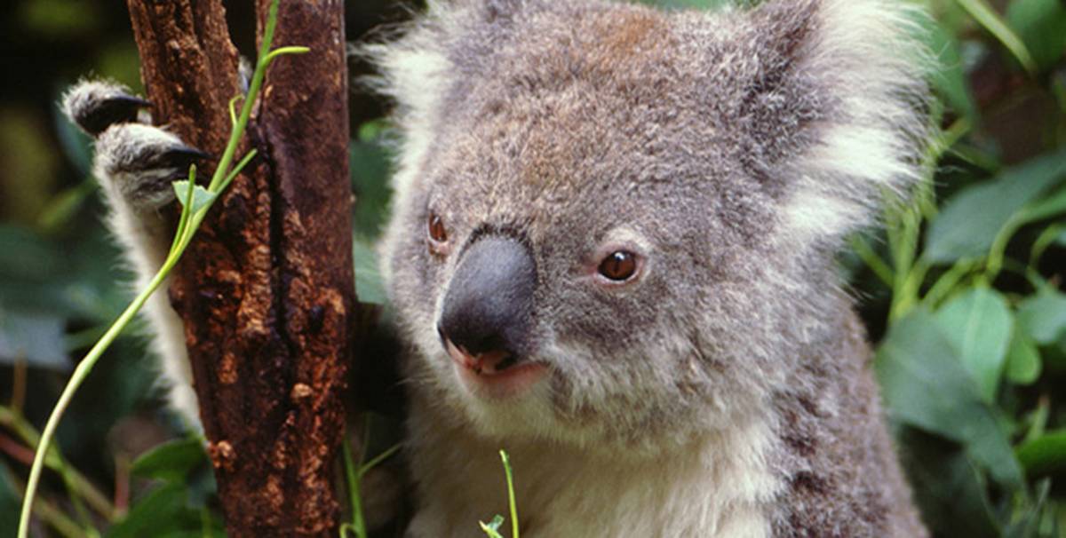 Vores rejse til Australien på Business Class
