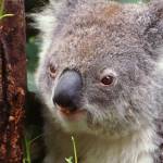 Vores rejse til Australien på Business Class